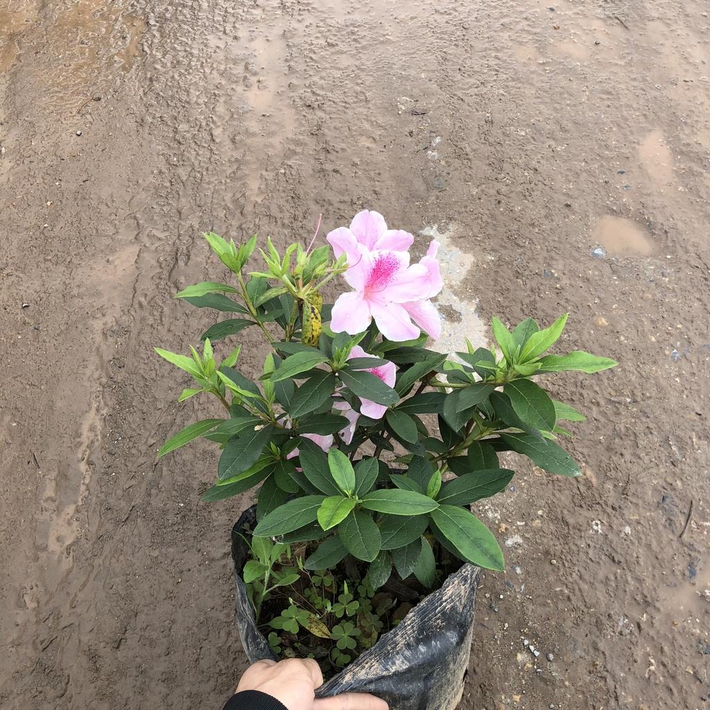 Cây đỗ quyên ta, Cao 35cm tán cực tròn to đẹp hoa nở rộ sức sống mãnh liệt mang phong thủy tốt, hơp trang trí sân vườn