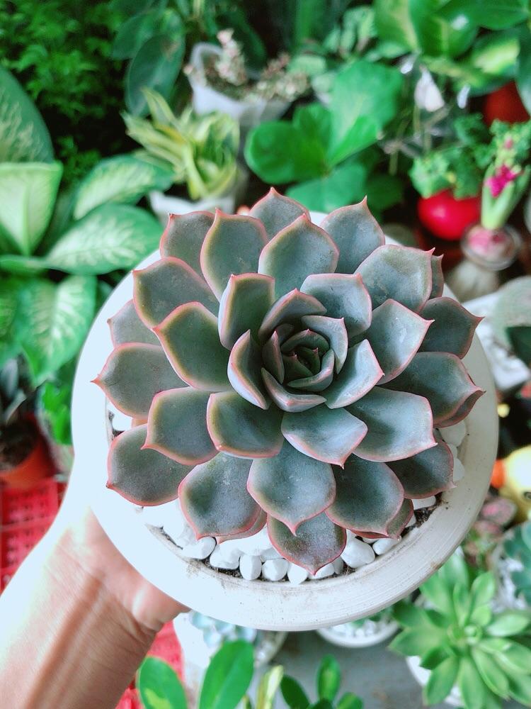 Chậu Sen Đá Tím Cánh Cứng