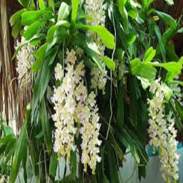 Hoa lan giáng hương tam bảo sắc+ 700g phân thỏ hữu cơ