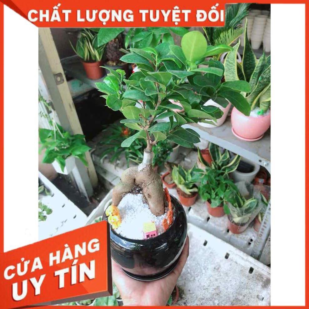 Chậu cây si bonsai Nhiều Người Mua
