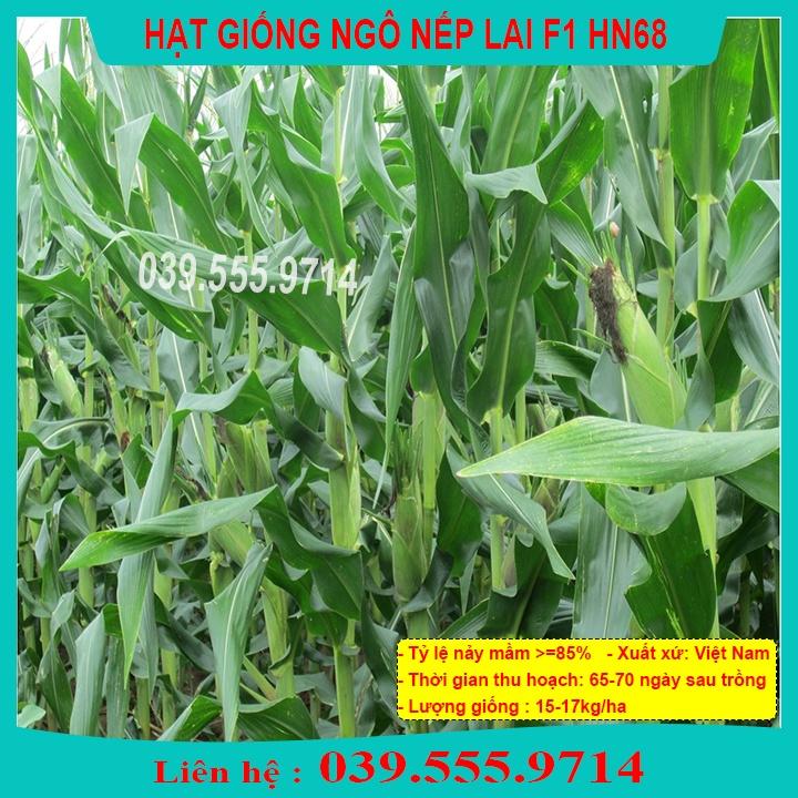 HẠT GIỐNG NGÔ NẾP LAI HN68 - HẠT NGÔ TO ĐỀU DẺO THƠM NGON