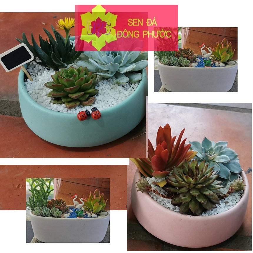 Chậu sứ cao cấp hình tô các màu - chậu trồng tiểu cảnh sen đá, xương rồng, cây phong thuỷ văn phòng đẹp