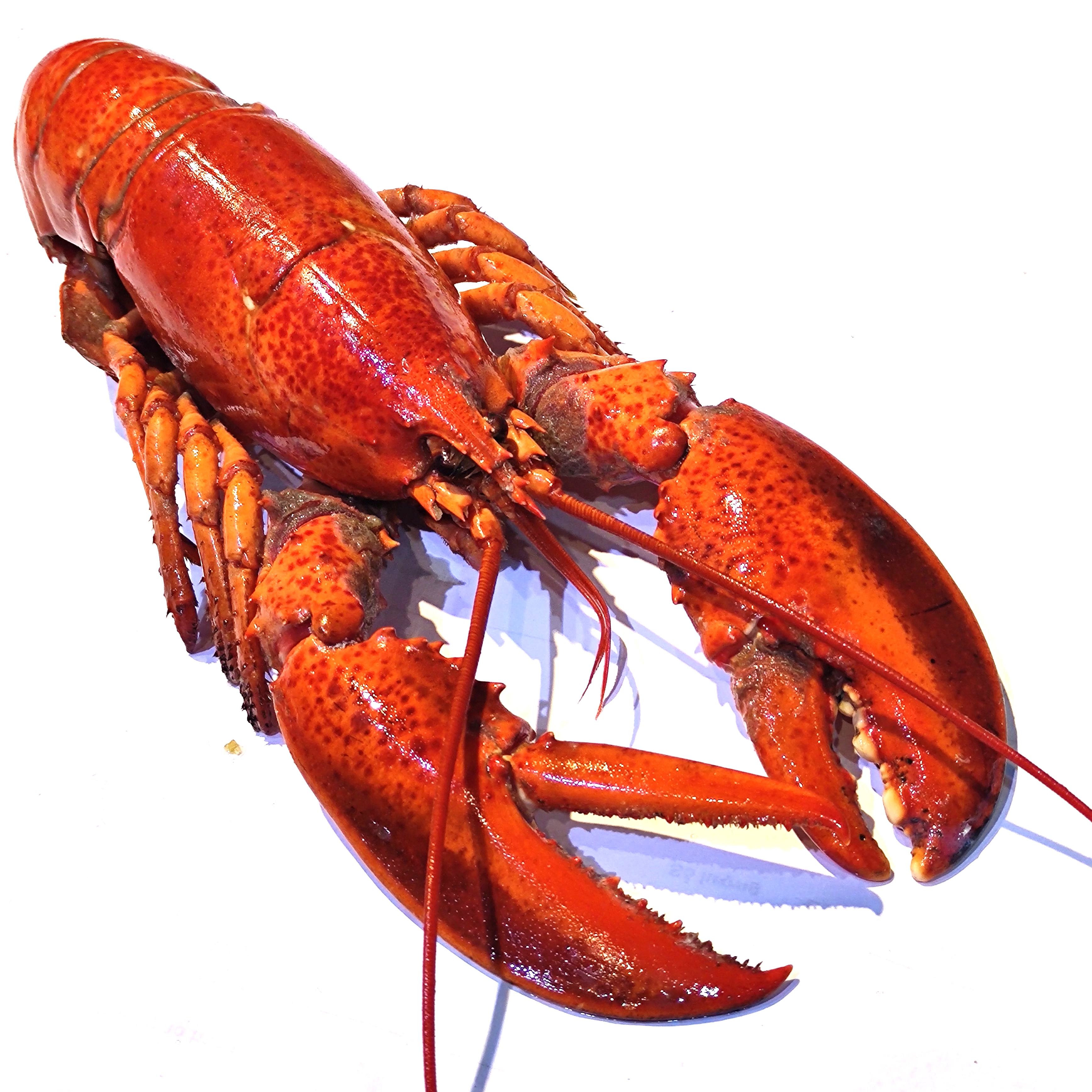 Tôm Hùm Alaska 1 Con 400g
