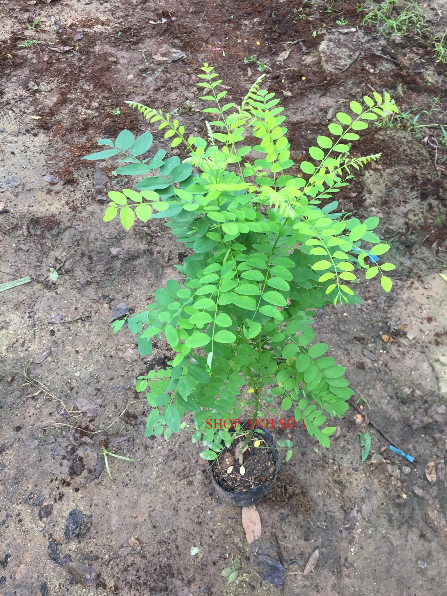 Cây hoa hòe, giống cây hoa hòe, cây cao đẹp bầu lớn