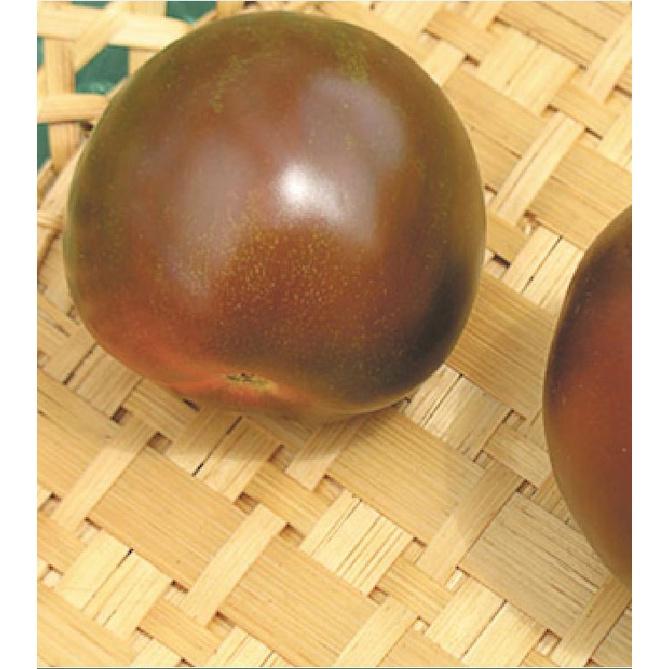 Hạt Giống Cà Chua Socola F1 KNS361 - Gói 30 hạt