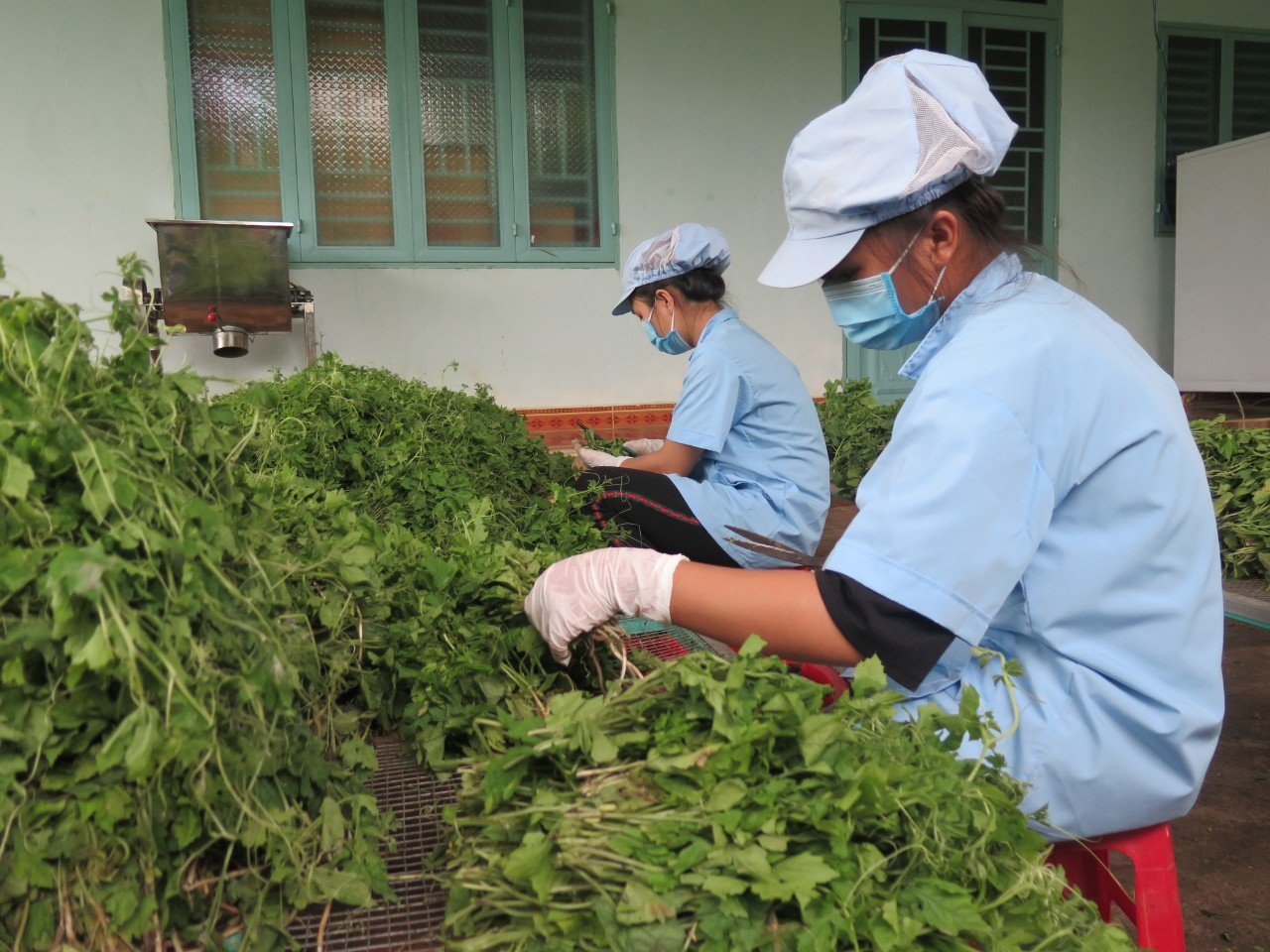 Trà khổ qua rừng DATO, trà khổ qua,  trà thanh nhiệt , túi lọc, hỗ trợ tiếu đường, giảm cân