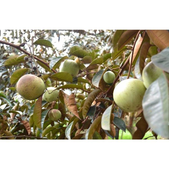 Cây giống vú sữa lò rèn