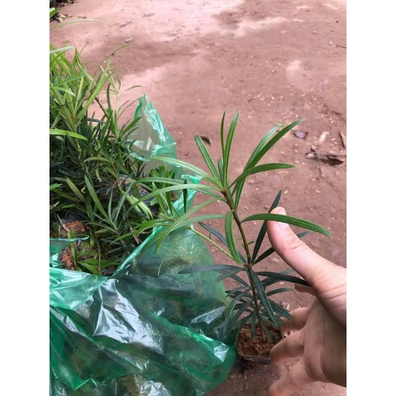 CÂY GIỐNG TÙNG LA HÁN