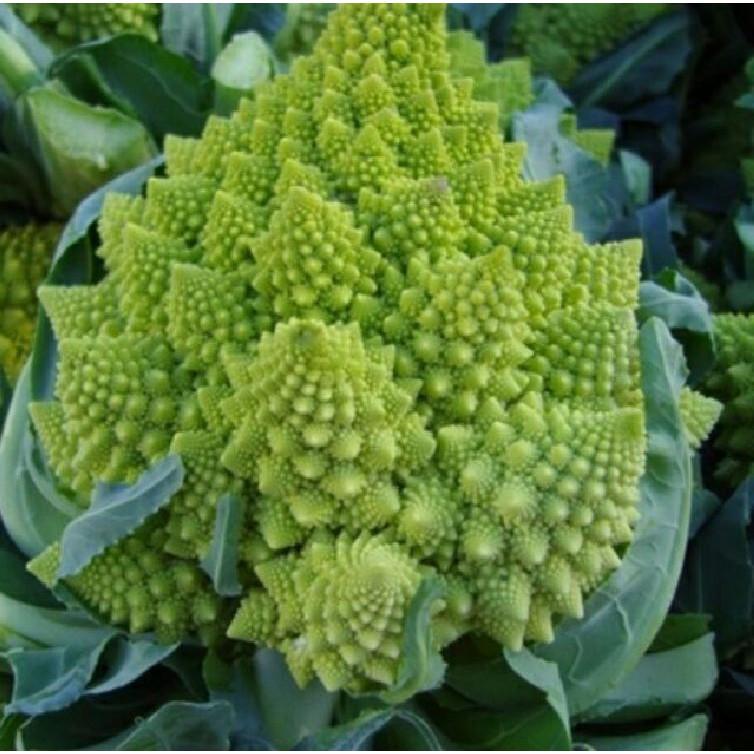 Hạt giống súp lơ san hô F1