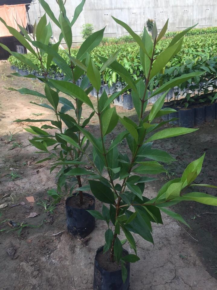 Cây giống chè vối nếp