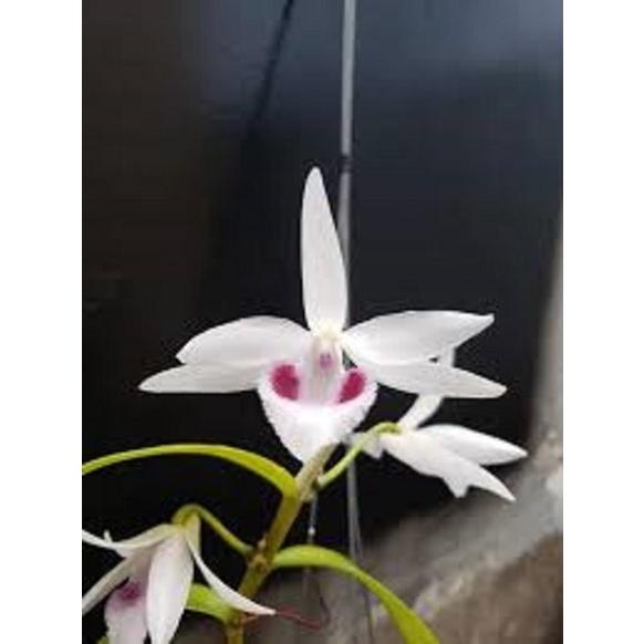 LAN PHI ĐIỆP 5 CÁNH TRẮNG THỦY TIÊN - HOA ĐẸP, CỰC HIẾM, MẶT HOA CHUẨN - HÀNG GIEO HẠT, CÂY Y HÌNH