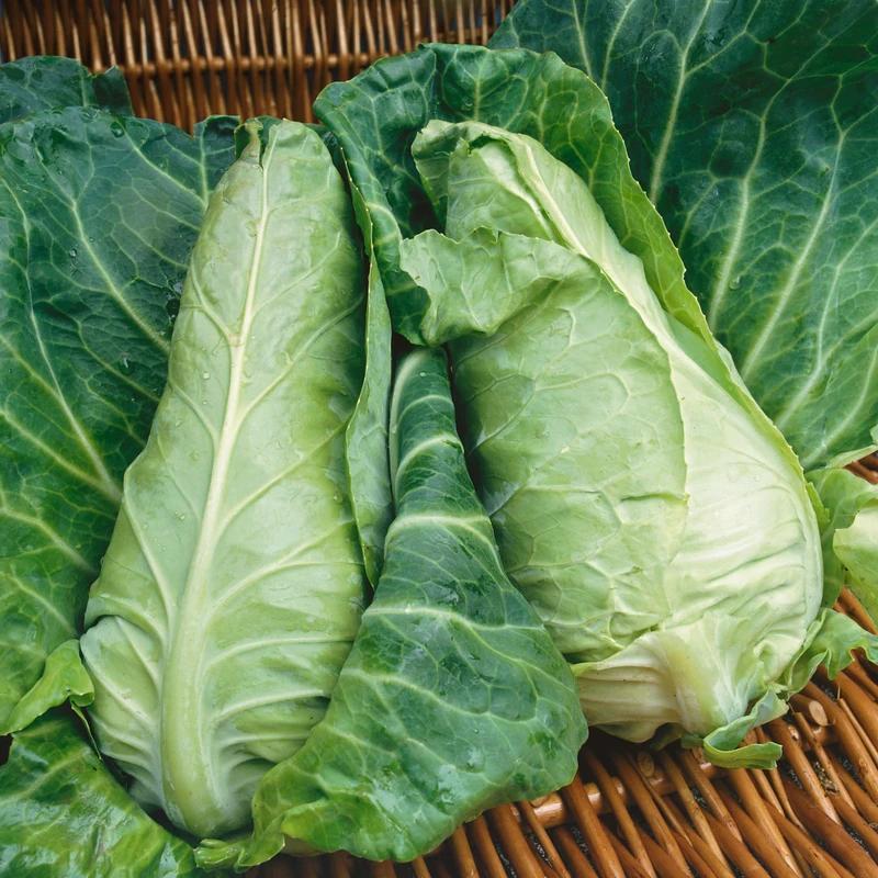 Hạt giống bắp cải trái tim xanh F1 KNS309 - Gói 30 hạt