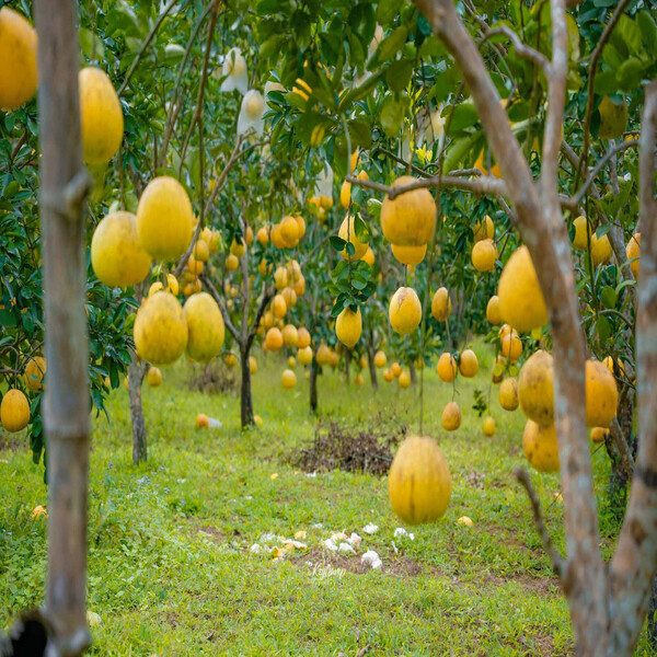 Cây Bưởi Vàng