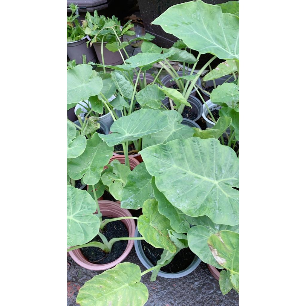 Bạc Hà Nấu Canh