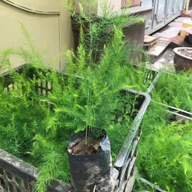 CÂY GIỐNG MĂNG TÂY XANH MỸ 1 NĂM TUỔI