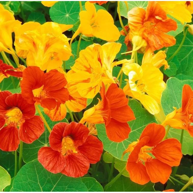 Combo 2 gói Hạt giống hoa Sen Cạn lùn mix màu-gói 15 hạt-tặng kèm gói kích mầm