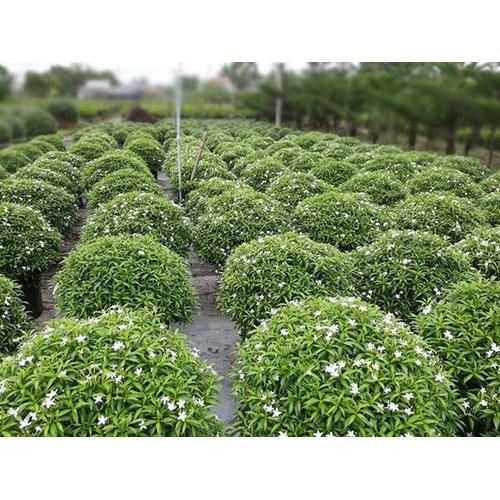 3 BẦU CÂY GIỐNG MAI VẠN PHÚC cmvp