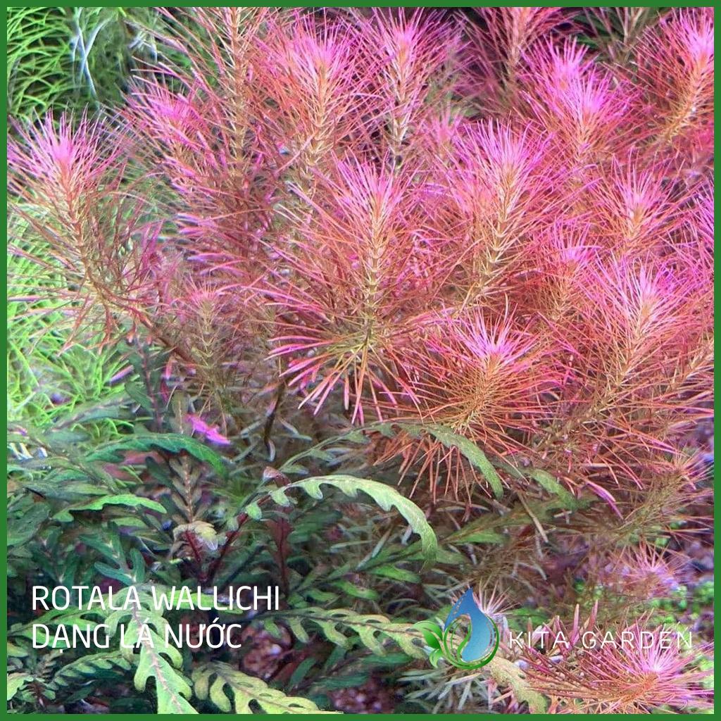 Cây thủy sinh Rotala Wallichii - Dễ Trồng - Cây Dạng Cạn