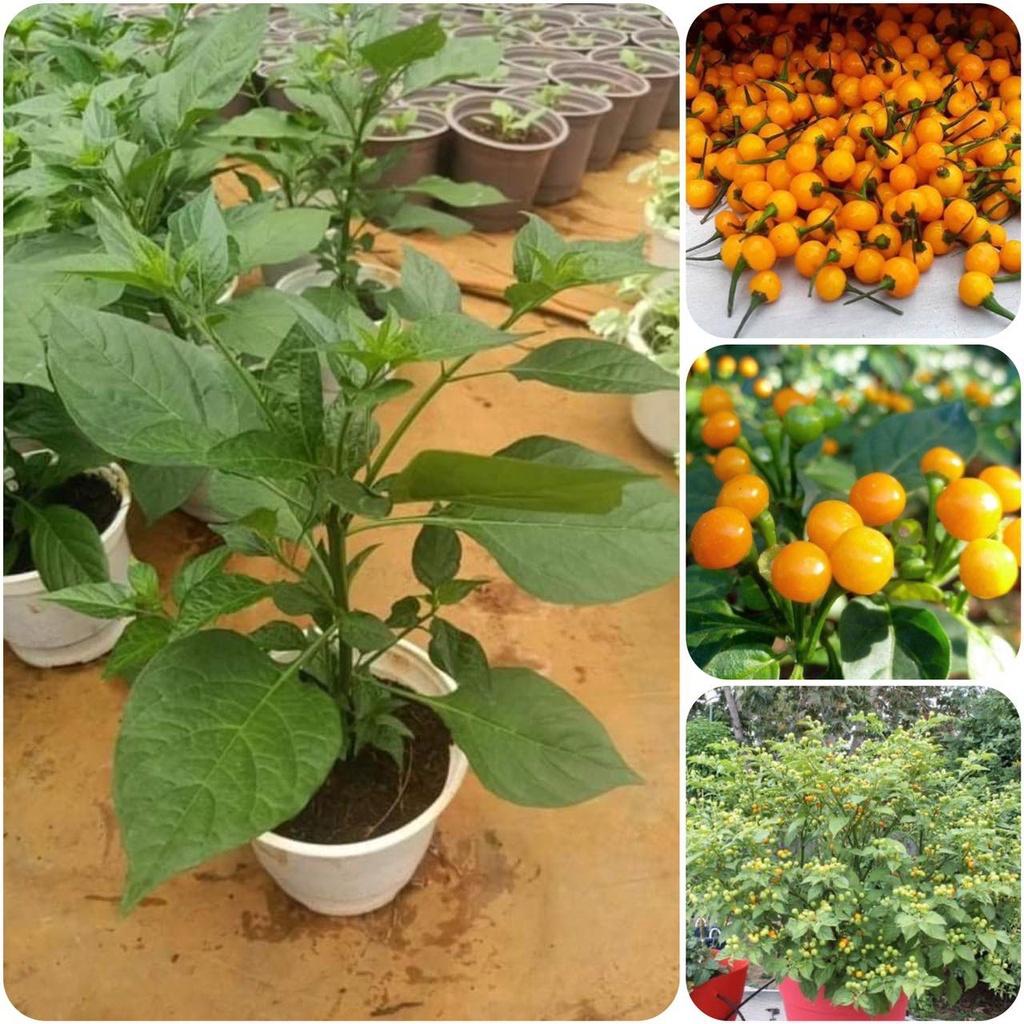 giống Ớt Peru Aji Charapita Mắc Nhất Thế Giới (Capsicum chinense)