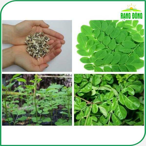 Hạt giống Chùm Ngây Trồng Quanh Năm (gói 2 gram) - Hạt giống Rạng Đông