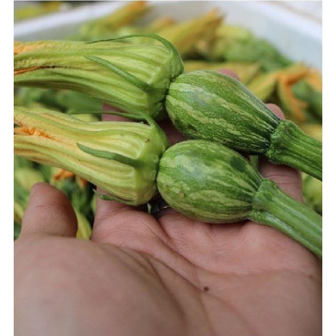 Hạt giống bí siêu nụ CT13 - Gói 10 hạt