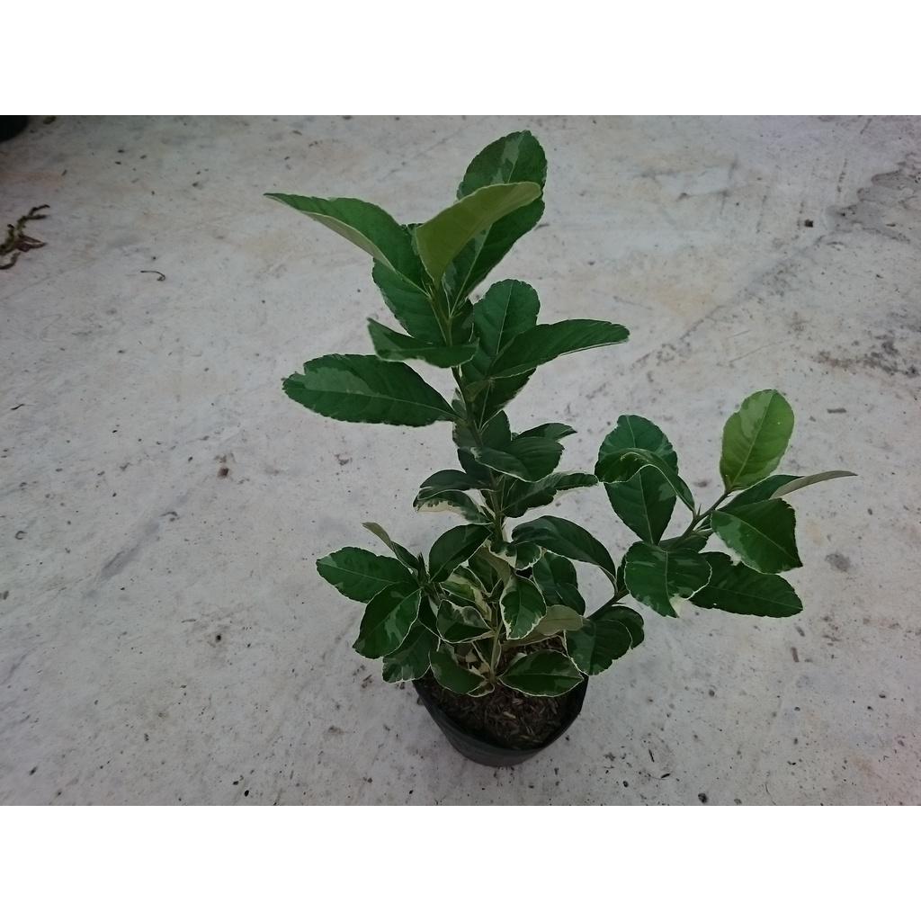 Cây Chanh Cẩm Thạch - cây ăn quả + tặng phân bón cho cây