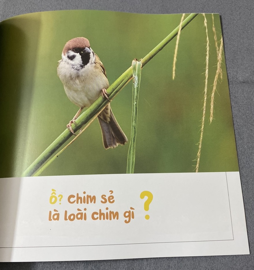Sách - Kính vạn hoa thiên nhiên: Chim sẻ vô tội