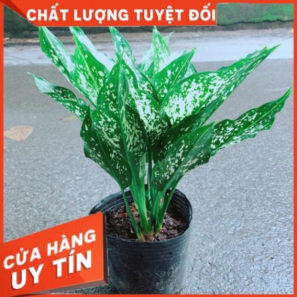 Cây Ngọc Ngân