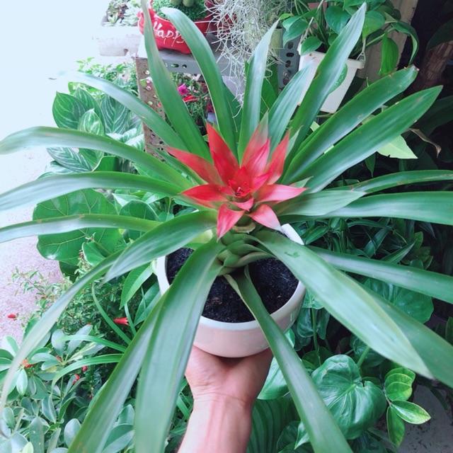 Chậu Cây Phong Lộc Hoa