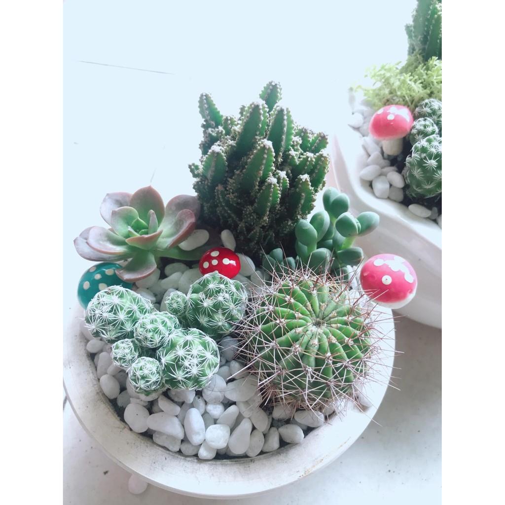 Chậu cây mix sẵn Bán Chạy