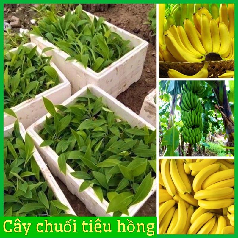 Combo 2 cây chuối tiêu hồng cấy mô cao 15-20 cm