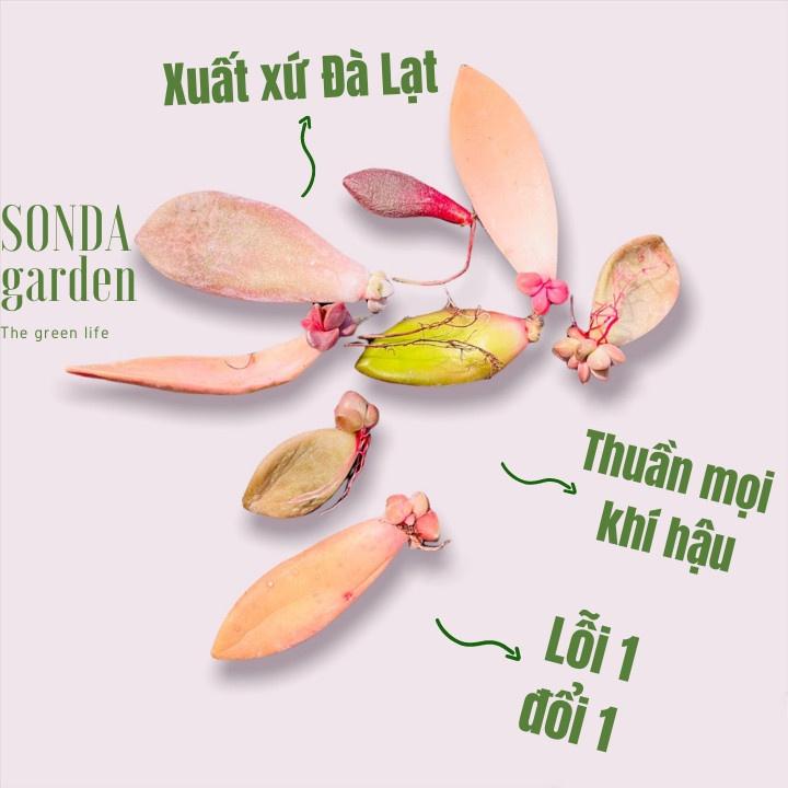 Combo random 5 loại lá mầm sen đá SONDA GARDEN, xuất xứ Đà Lạt, khoẻ đẹp, lỗi 1 đổi 1