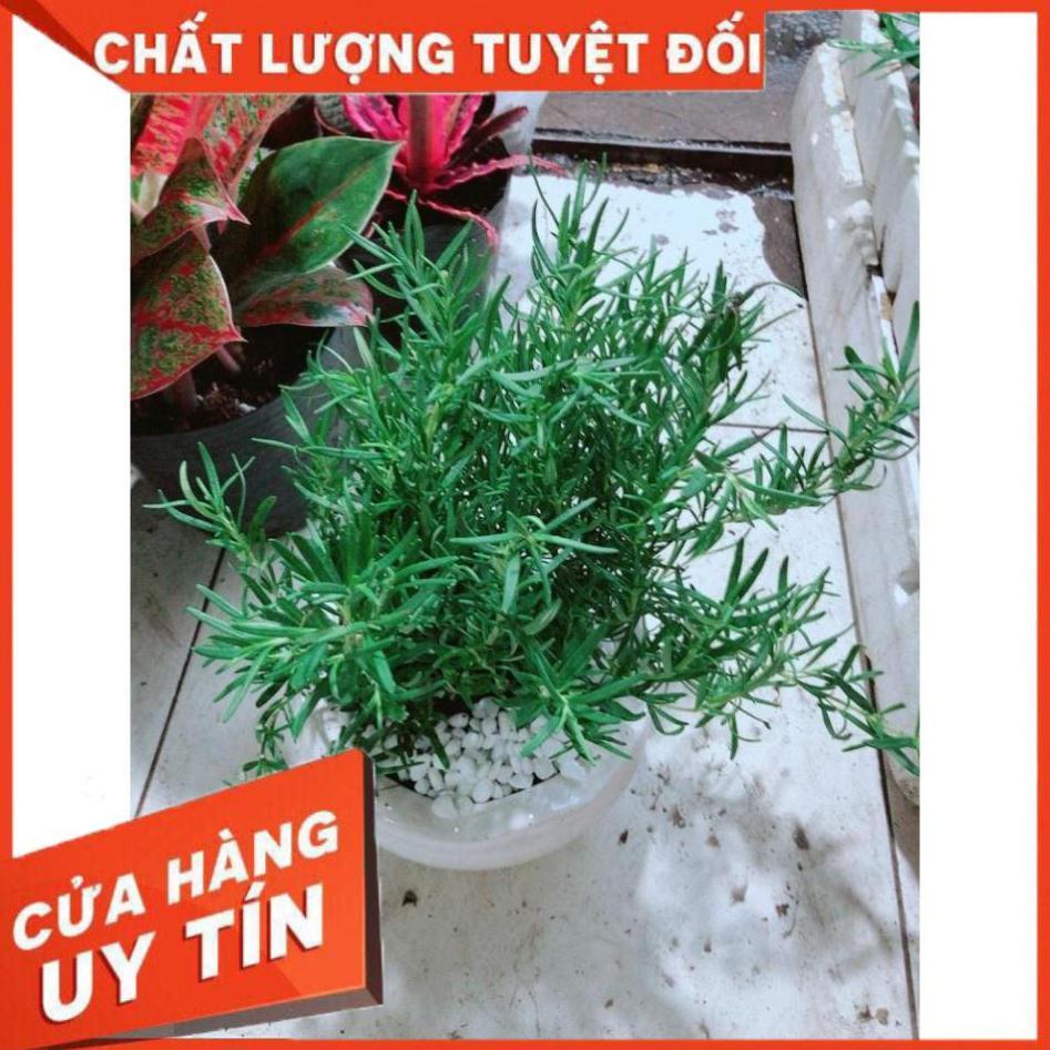 Chậu Hương Thảo lớn Nhiều Người Mua