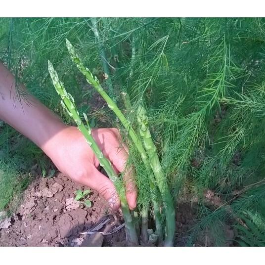 Combo 20 hạt măng tây xanh hàng Nhập Khẩu Đức chuẩn siêu giòn