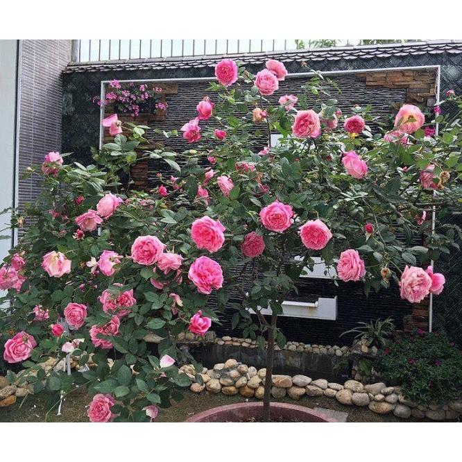 Cây giống Hoa hồng cổ Sapa – Hoa hồng rực rỡ xứ Tây Bắc