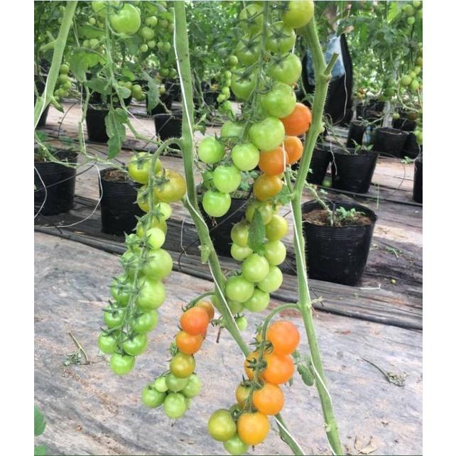 Hạt giống cà chua bi chùm quả vàng dể trồng f1-gói 20 hạt-tặng kèm gói phân bón lót