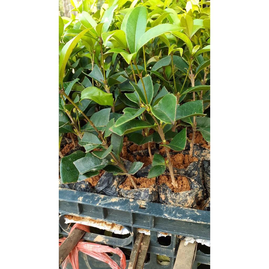 Cây hoa mộc hương ta 4 cây