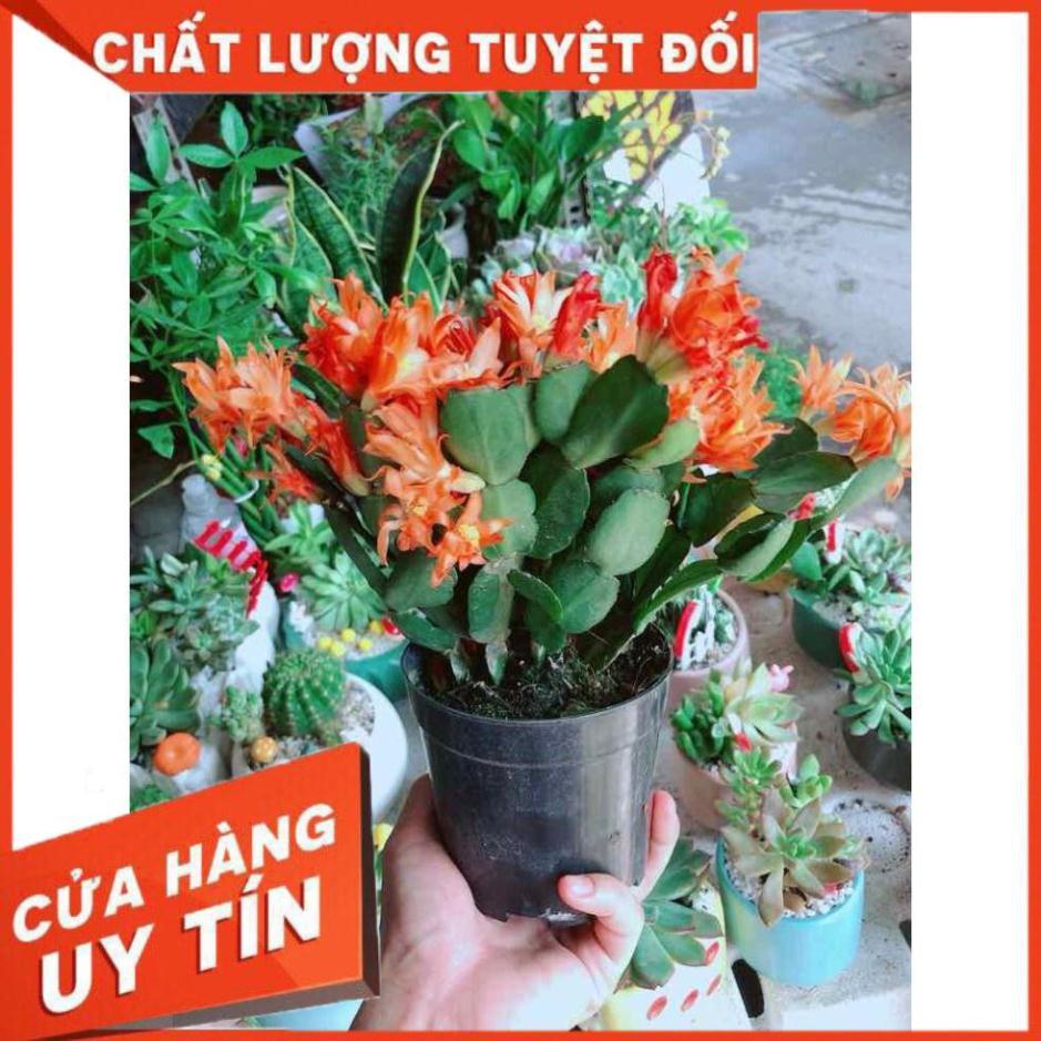 Chậu hoa quỳnh Nhiều Người Mua