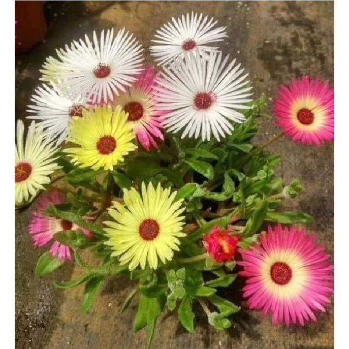 Hạt giống hoa 10h Châu Phi Mix - Gói 20 Hạt