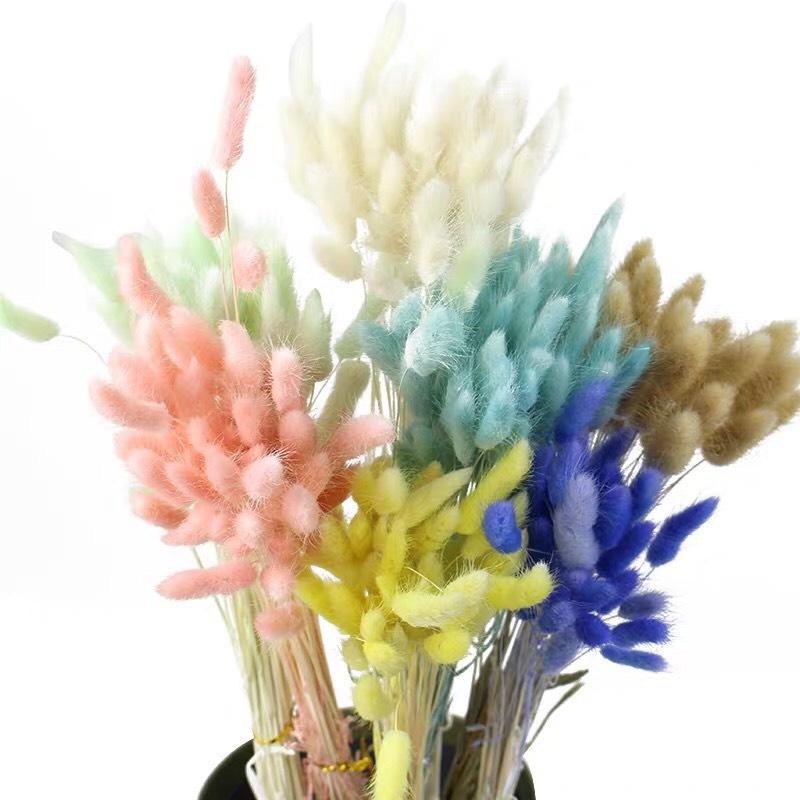 Bó 50-60 Cành Hoa Đuôi Thỏ Loại 1 - Hoa Khô Tuyệt Đẹp Decor Chụp Ảnh Trang Trí DIY HANDMADE