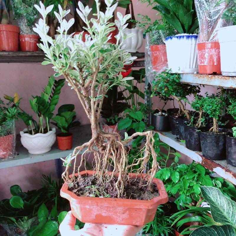 Cây Bonsai