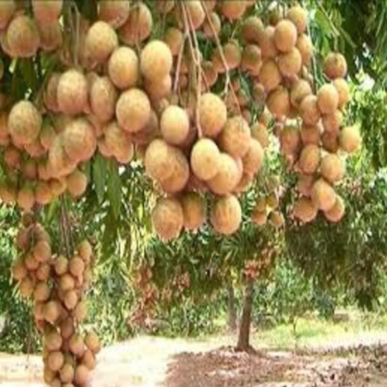 Cây giống nhãn lồng sớm cây giống chuẩn cho năng suất cao
