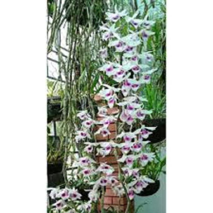 1 BẢNG PHI ĐIỆP LAI TO ĐẸP HÀNG GIEO HẠT