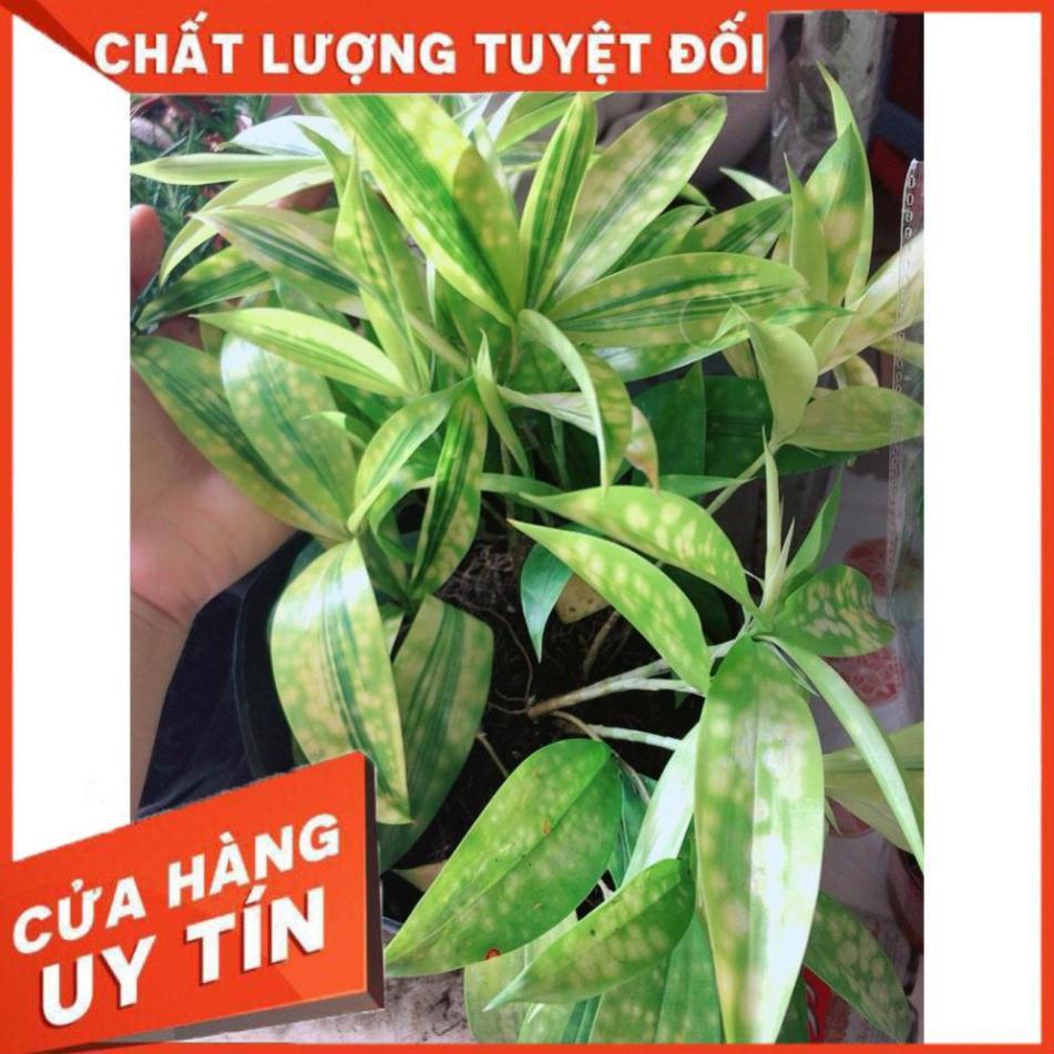 Cây Trúc Nữ Hoàng Hay Trúc Nhật