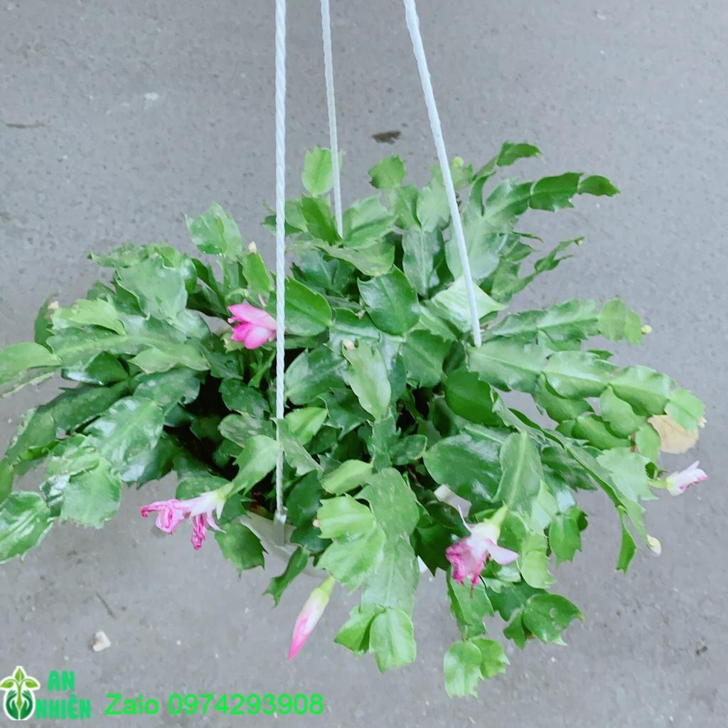 Chậu Cây Tiểu Quỳnh
