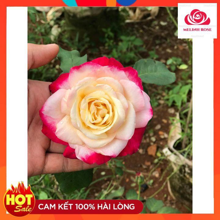 Hoa Hồng Bụi Double Delight, Hoa thơm màu Hồng Song Hỷ