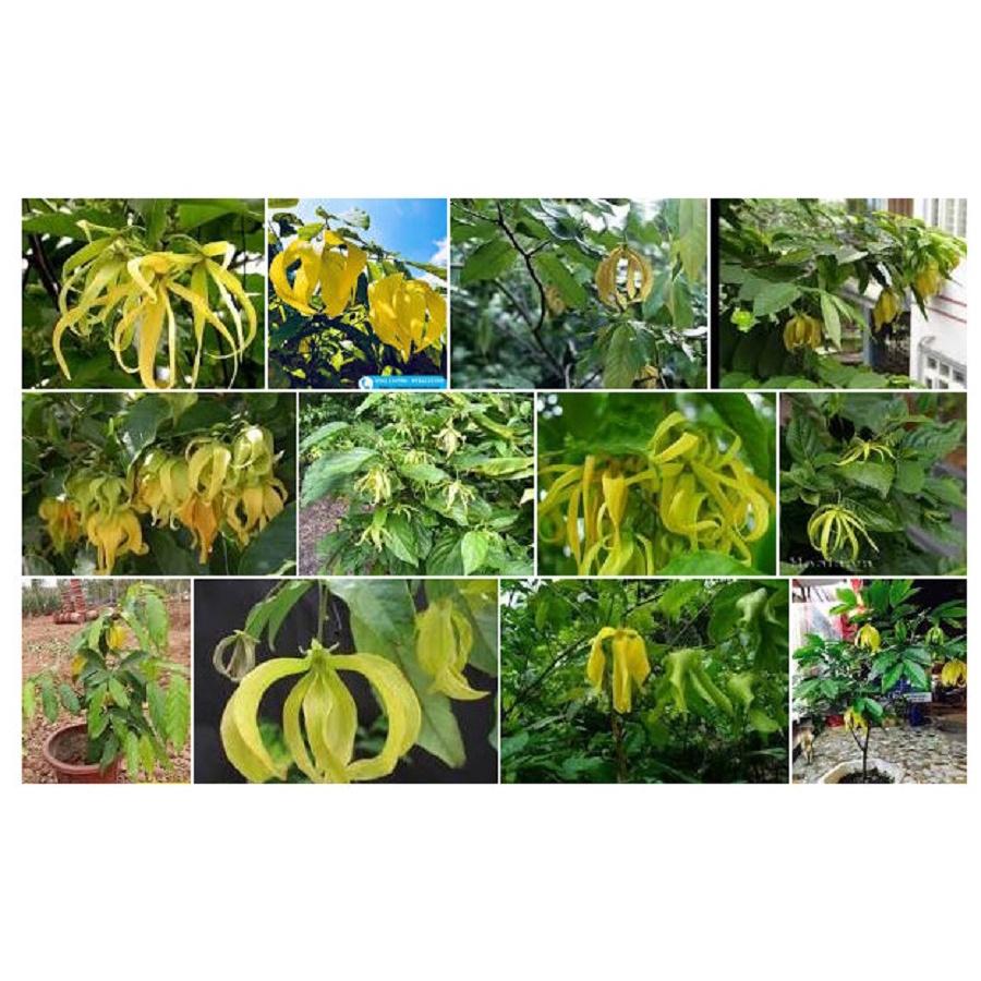 Cây giống hoa dẻ thơm - cây choai lớn