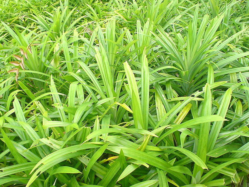 Combo 10 Cây lá dứa tươi - cây dứa thơm - cây nếp thơm - cây cơm nếp lẻ