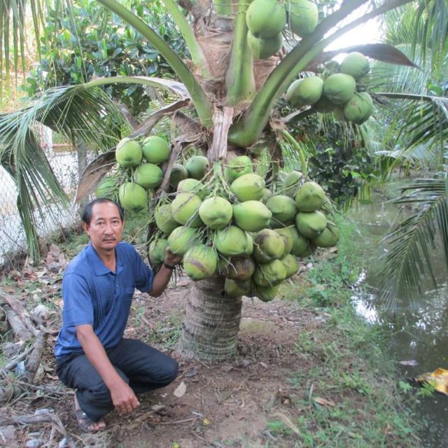 Cây giống dừa xiêm lùn siêu trái
