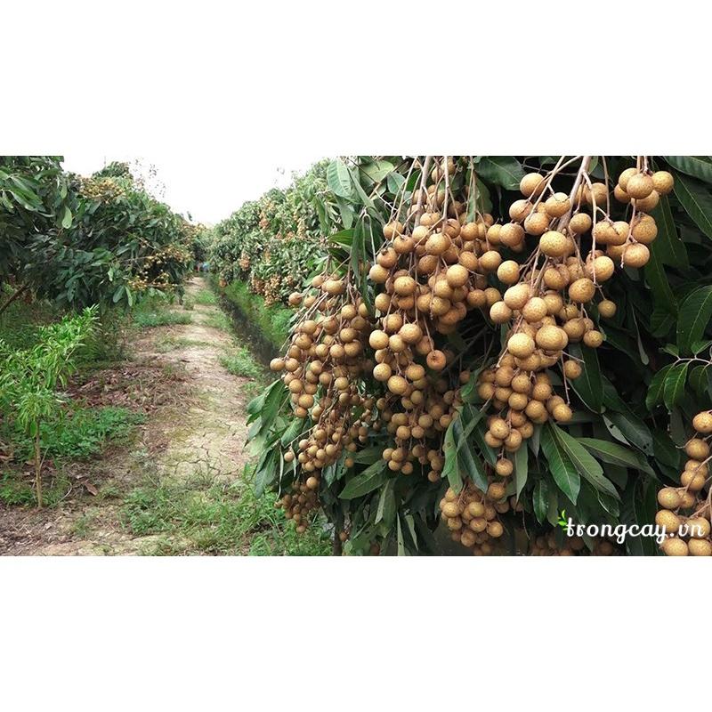 CÂY GIỐNG NHÃN LỒNG SỚM SIÊU NGON SIÊU QUẢ- CAM KÊT GIỐNG CHUẨN F1